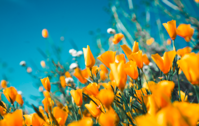 Fleurs jaunes parc fond ciel bleu