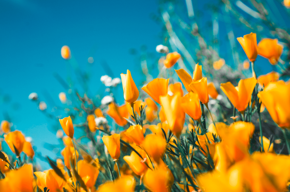 Fleurs jaunes parc fond ciel bleu