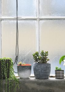 Pots de plantes vertes devant une fenêtre