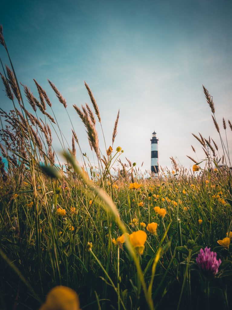 Le phare d'oléron devant un champs de fleurs